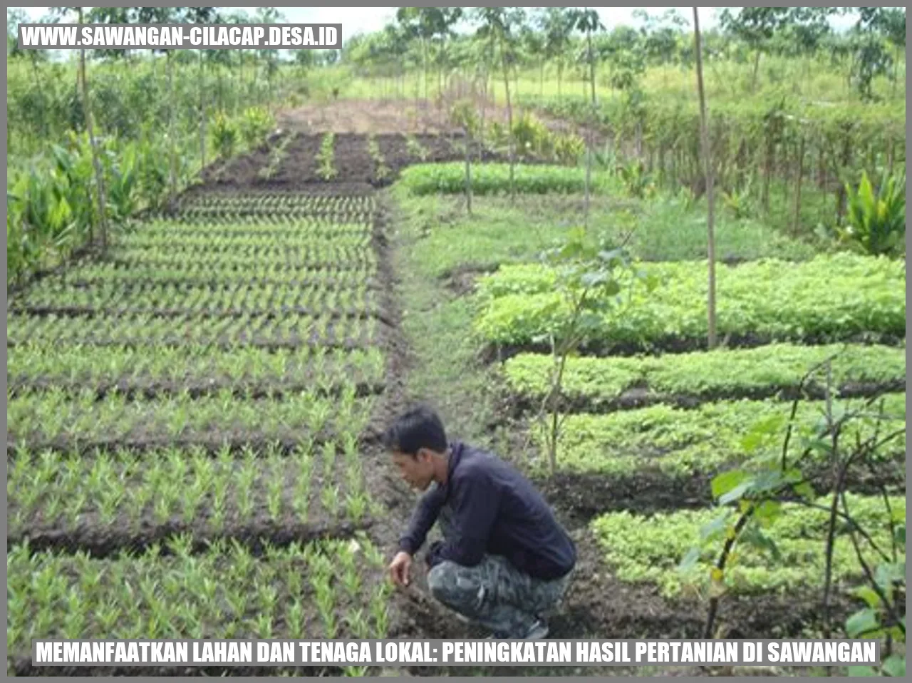 Memanfaatkan Lahan dan Tenaga Lokal: Peningkatan Hasil Pertanian di Sawangan