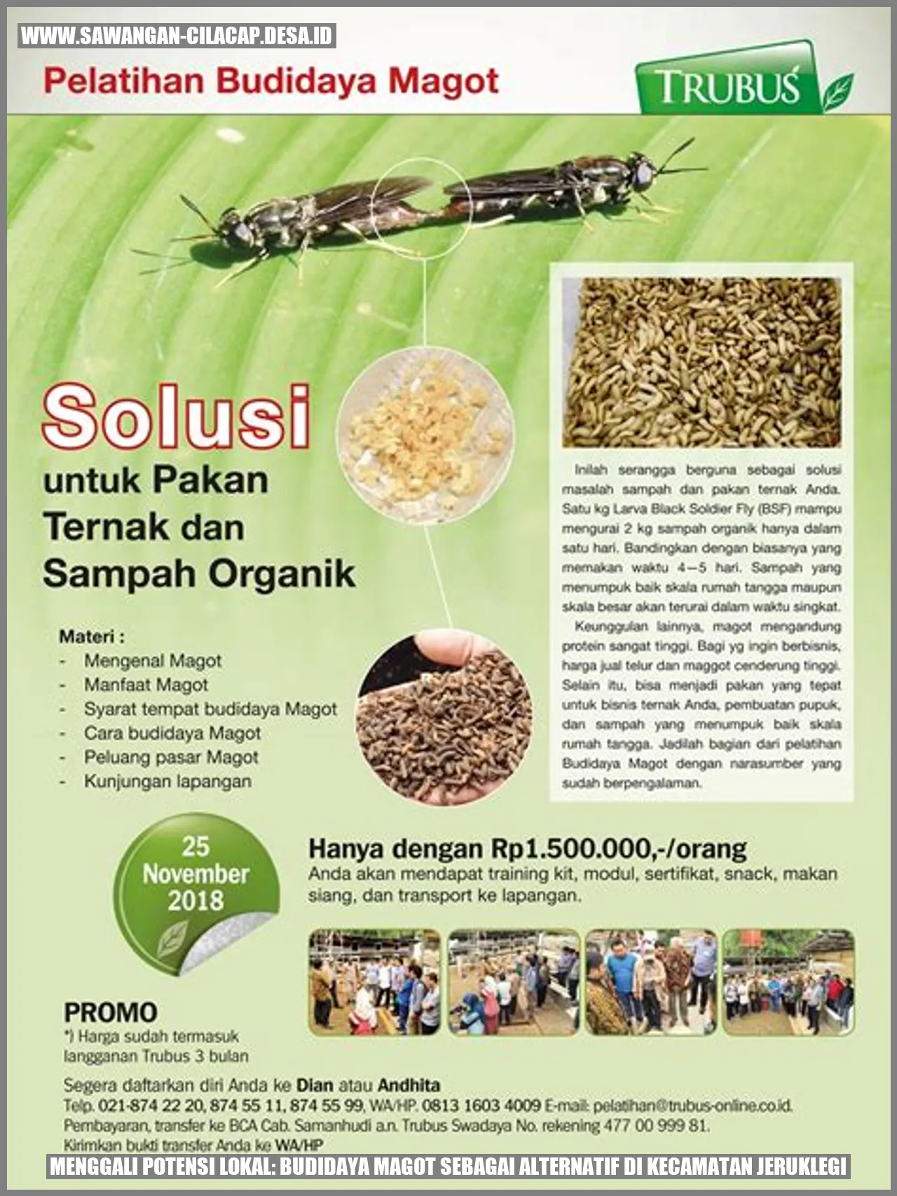 Menggali Potensi Lokal: Budidaya Magot sebagai Alternatif di Kecamatan Jeruklegi