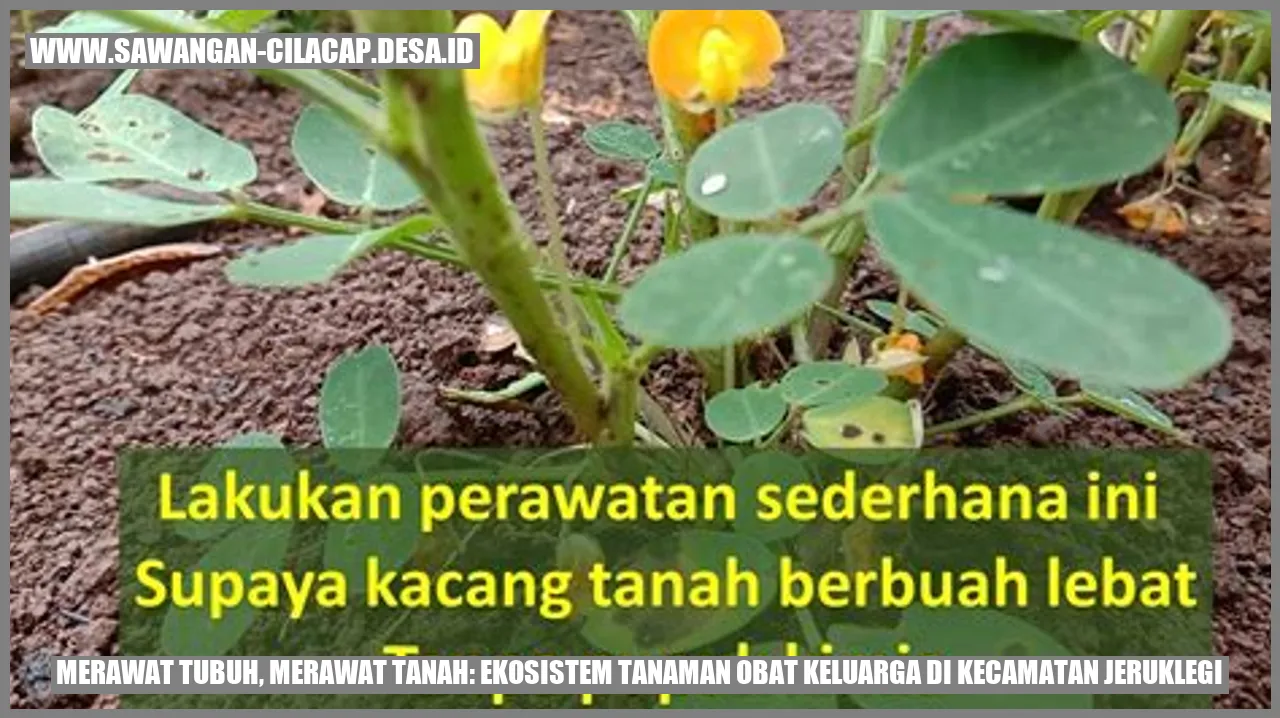 Merawat Tubuh, Merawat Tanah: Ekosistem Tanaman Obat Keluarga di Kecamatan Jeruklegi
