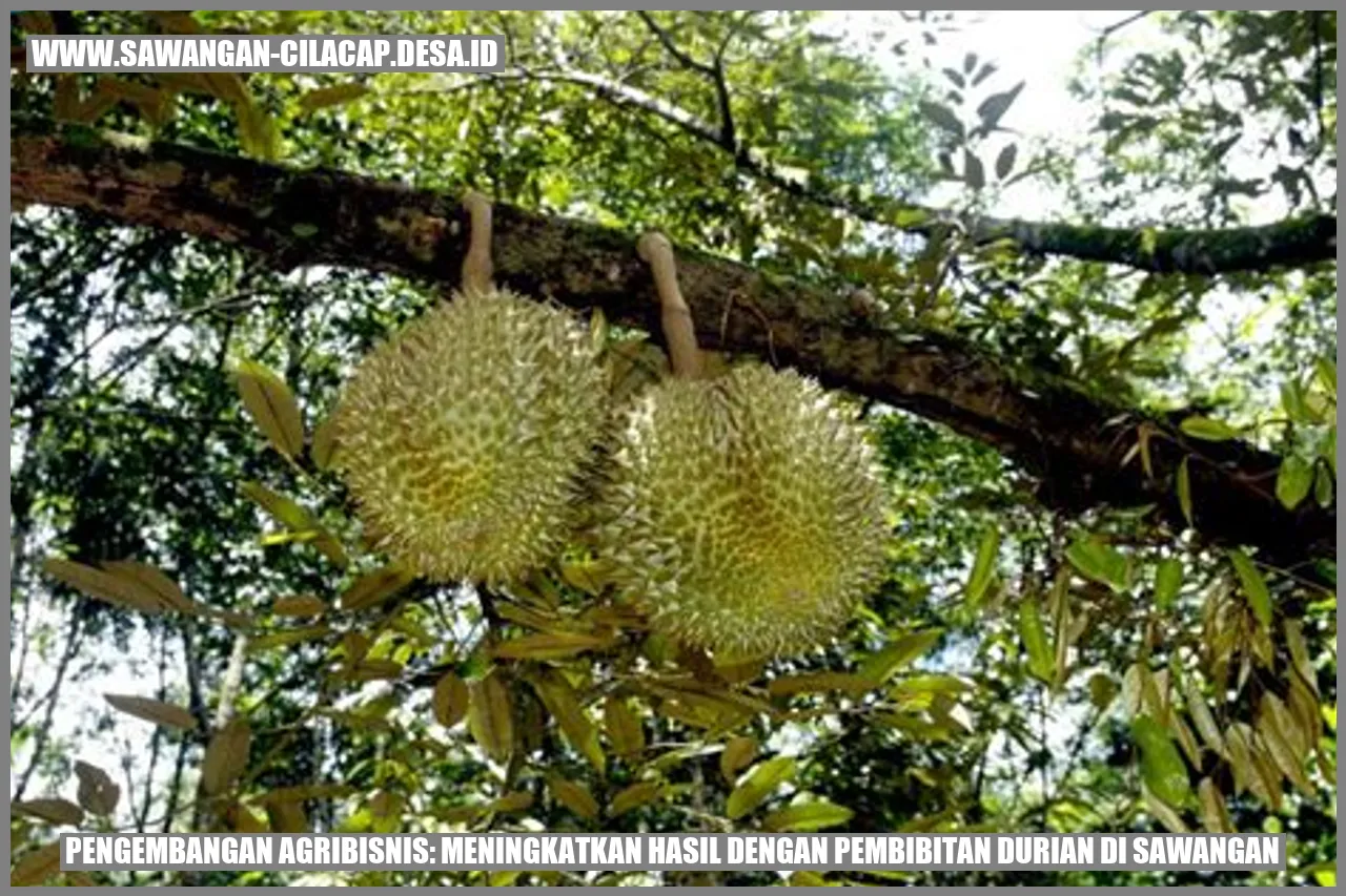 Pengembangan Agribisnis: Meningkatkan Hasil dengan Pembibitan Durian di Sawangan