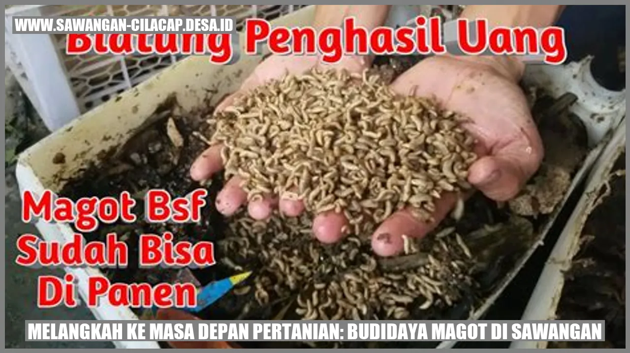 Gambar Budidaya Magot di Sawangan