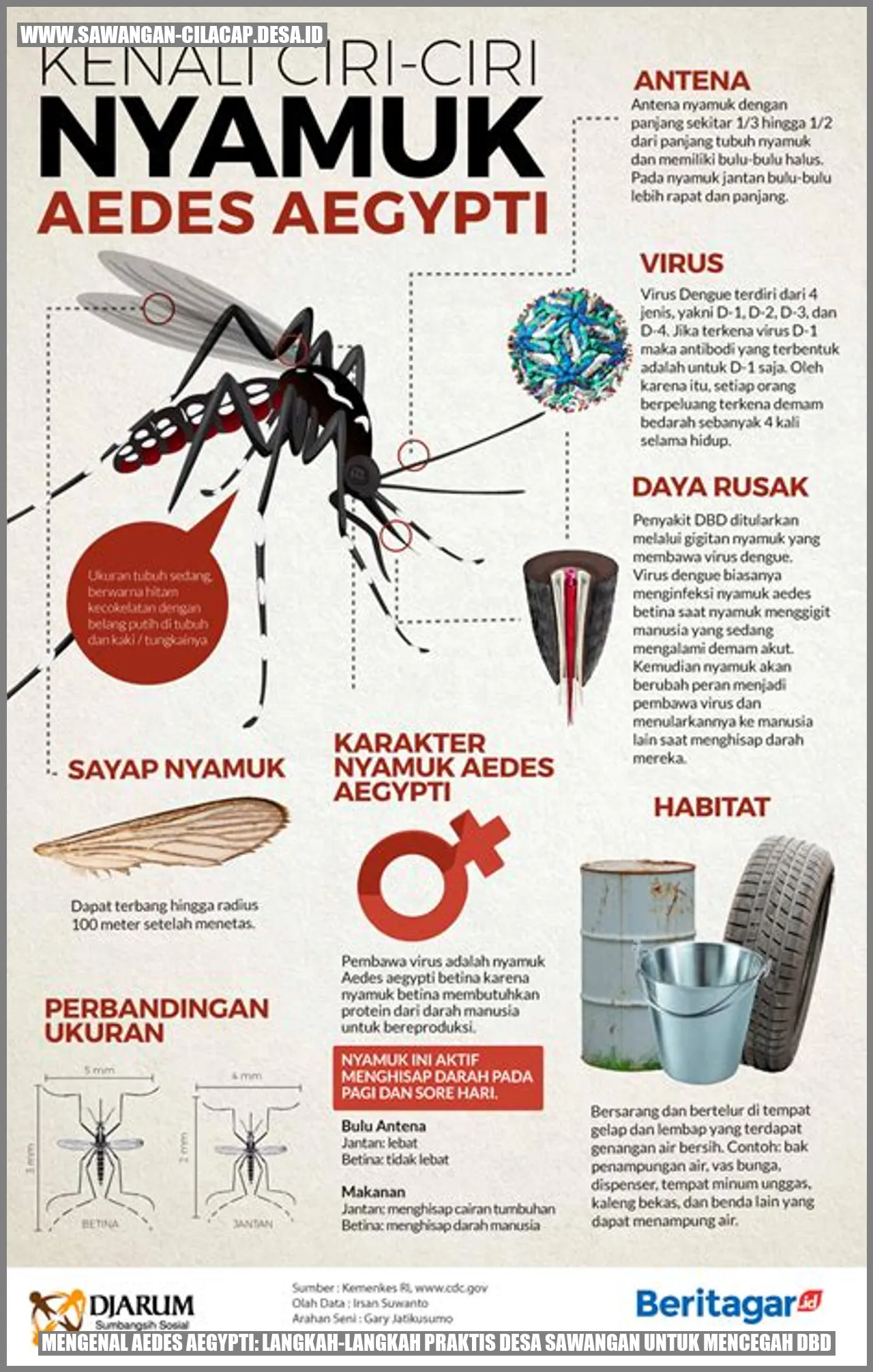 Aedes aegypti