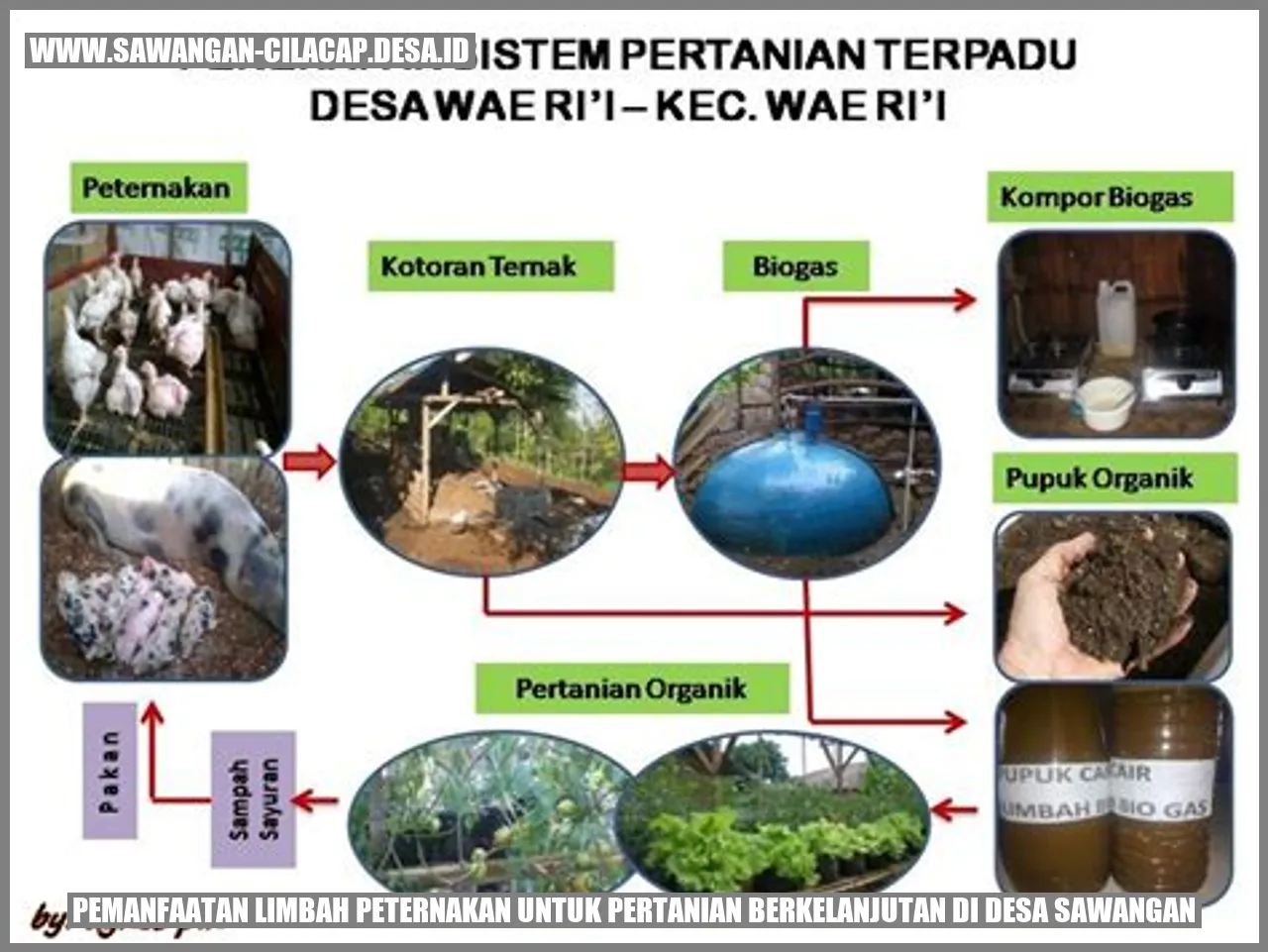 Pemanfaatan Limbah Peternakan untuk Pertanian Berkelanjutan di Desa Sawangan