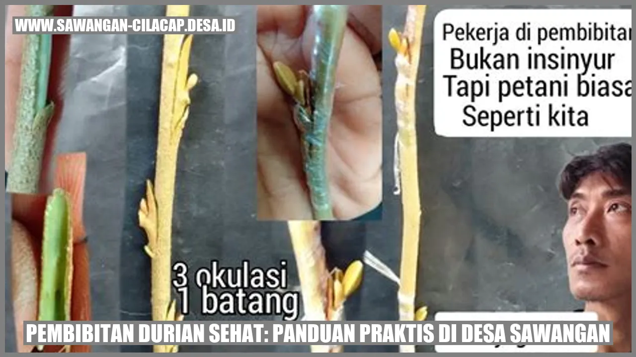 Pembibitan Durian Sehat: Panduan Praktis di Desa Sawangan